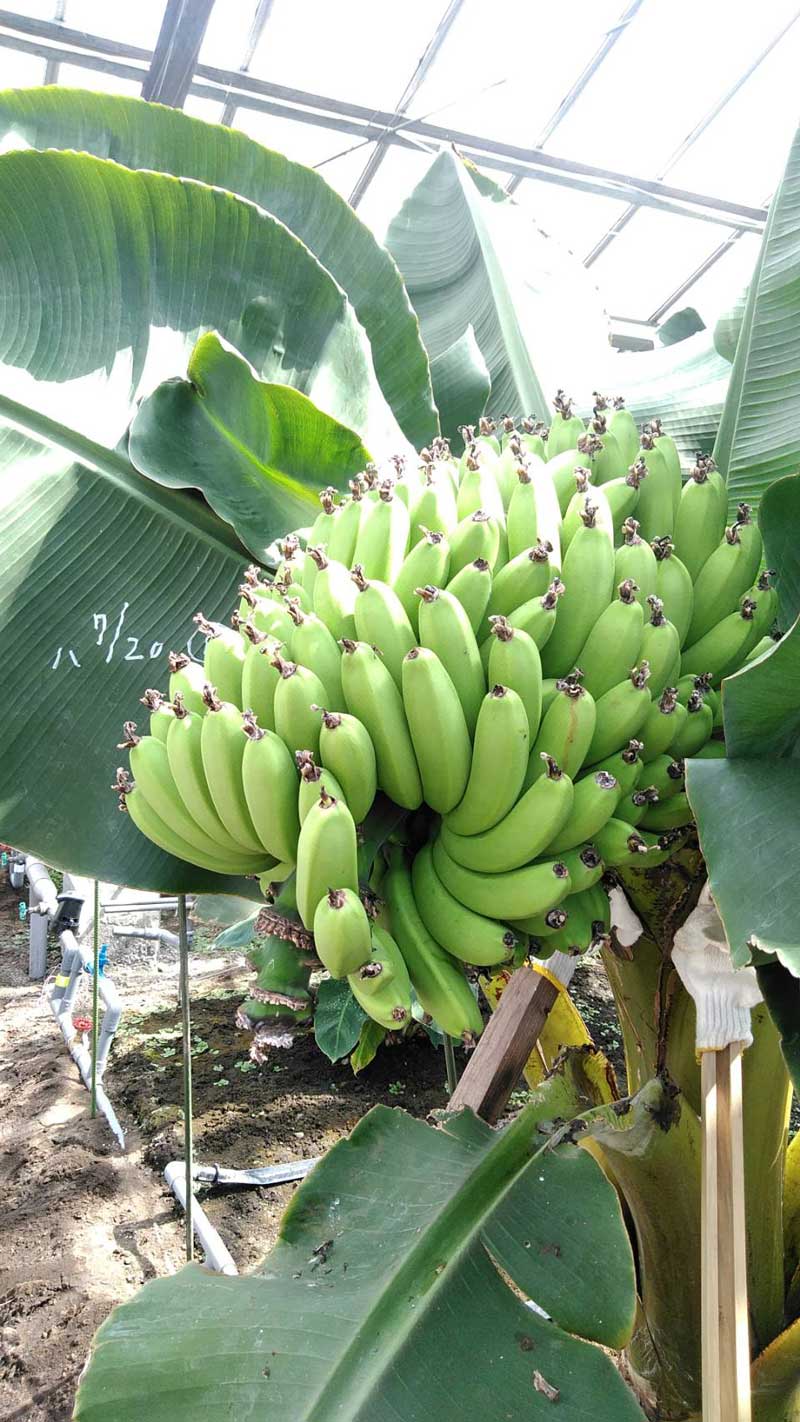国産バナナ