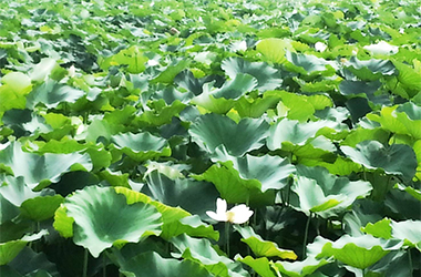 茨城県産　蓮根